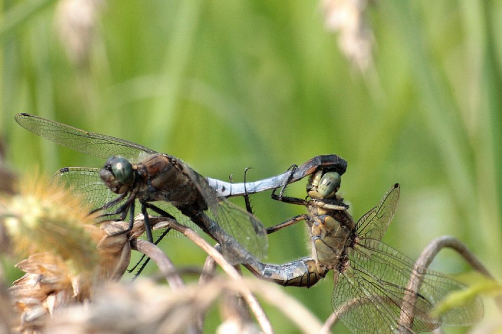 Coppia di Orthetrum cancellatum?